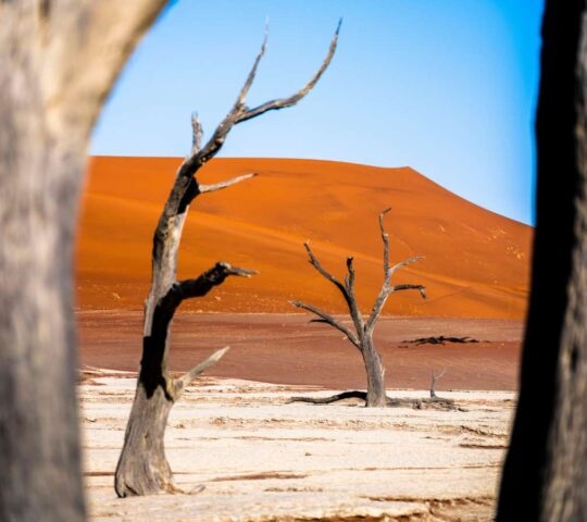 Dry trees with orange sand dunes in the background in Dead Vlei, Namibia.