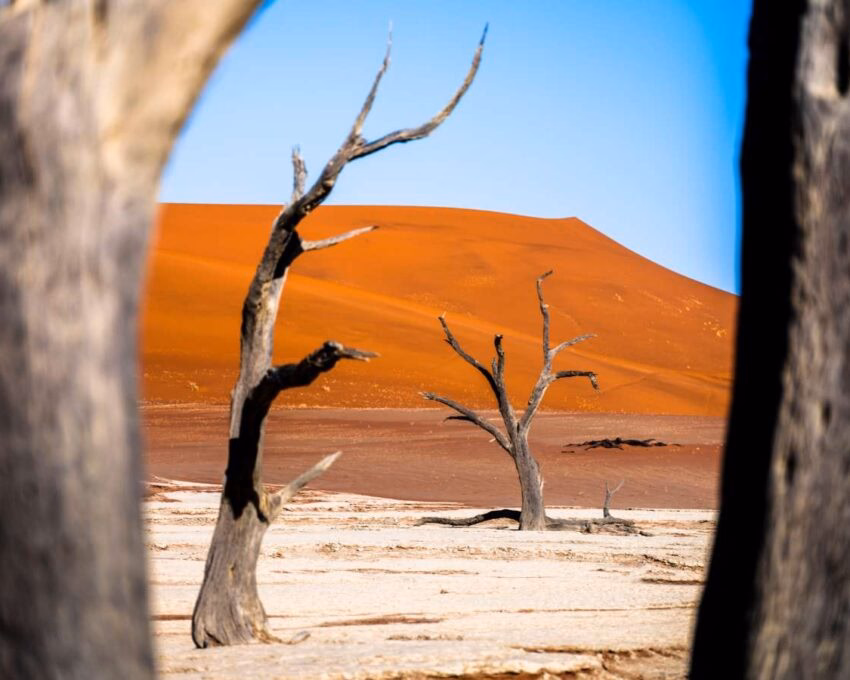 Dry trees with orange sand dunes in the background in Dead Vlei, Namibia.