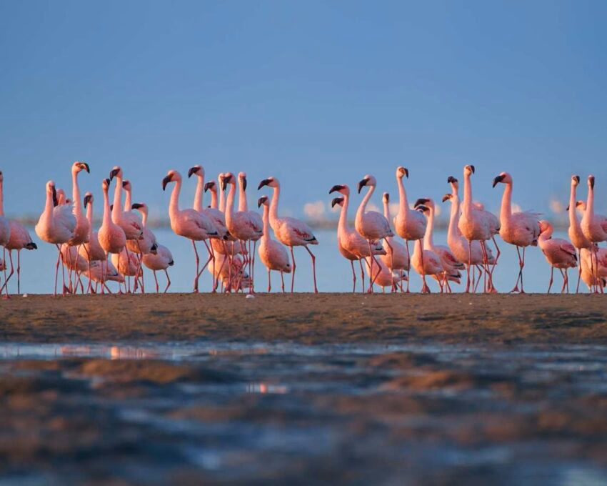 A flock of pink flamingoes in Walvis Bay.