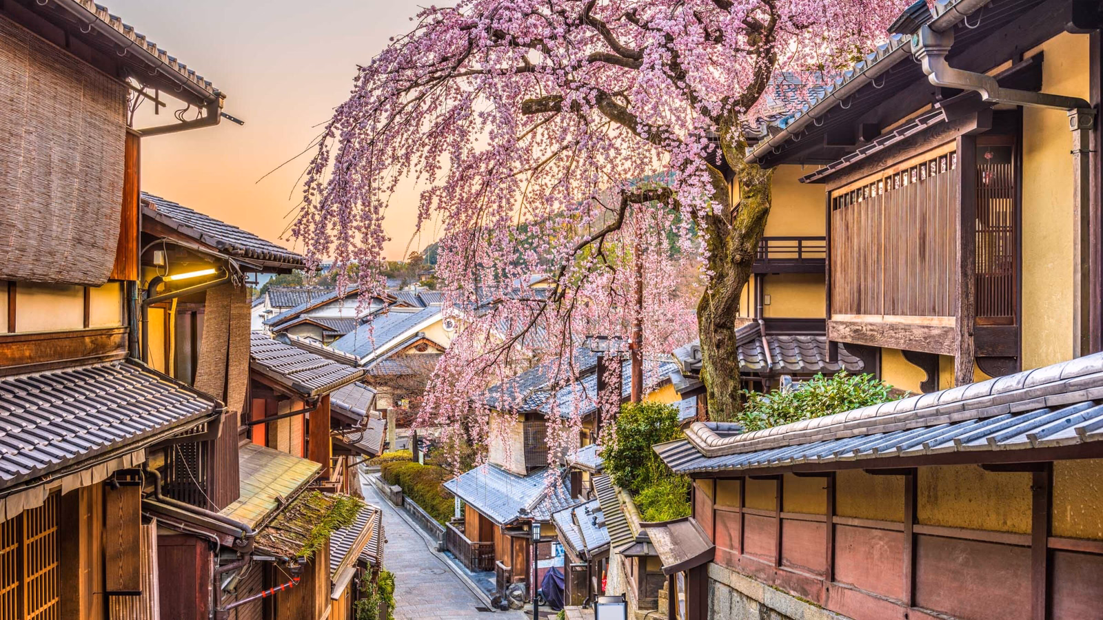 A narrow traditional Japanese street with wooden houses and a blooming pink weeping cherry tree at dusk.