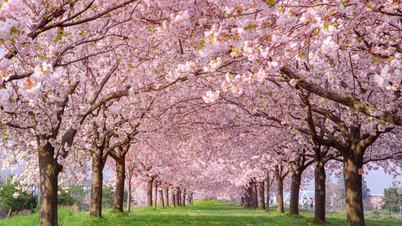 A scenic path through a tunnel of blooming pink cherry blossom trees over a green lawn.