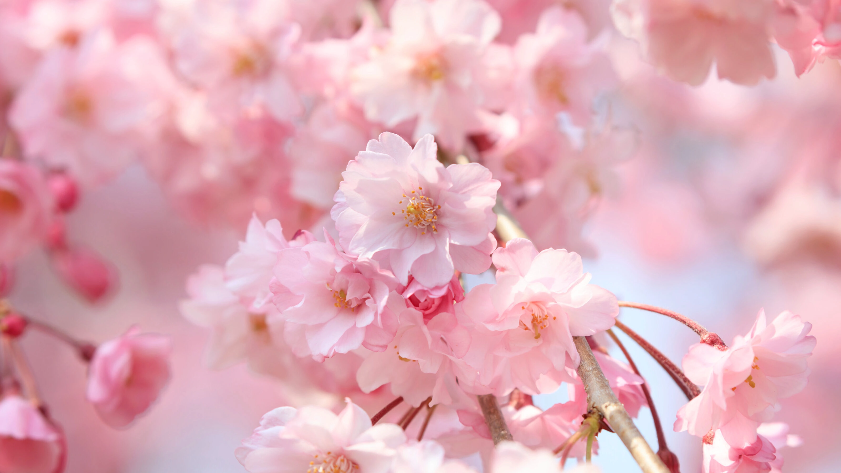 Cherry blossoms in full bloom in Yamanashi - Japan spring -