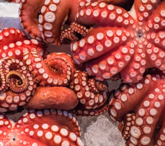 Close-up of several red octopuses with prominent white suckers resting on crushed ice.