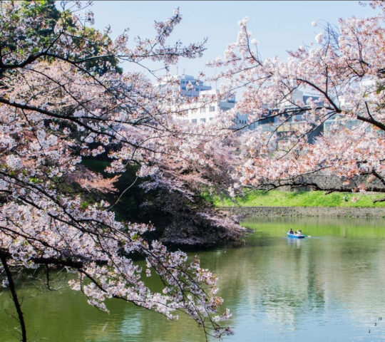 Pink cherry blossoms in the foreground overlooking a calm lake with a person in a small blue rowboat.