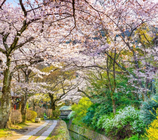 Pink and white cherry blossom blooming over a pathway