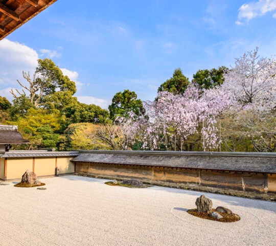 A Japanese Zen rock garden with raked white gravel, stones, and blooming pink cherry blossoms against a blue sky.