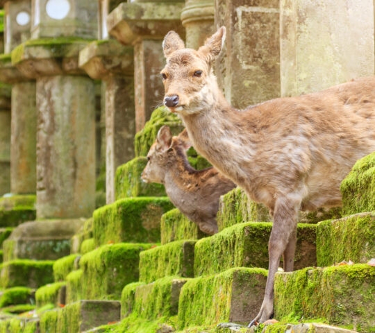 Two deer rest on vibrant green moss-covered stone steps among ancient stone lanterns in a sunlit forest setting.