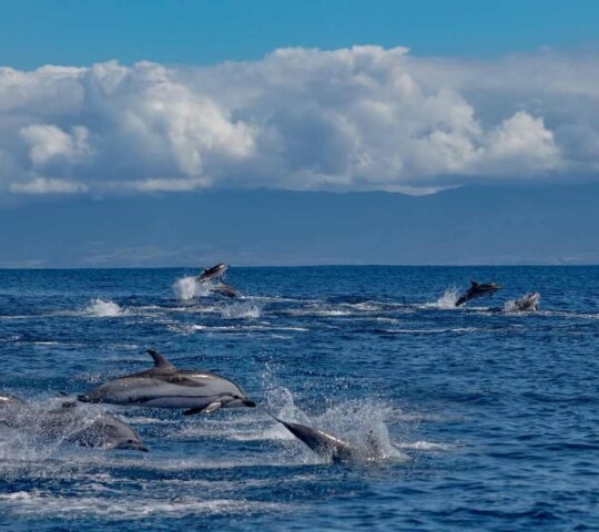 A large pod of striped dolphins following their way in open water of Atlantic ocean near Azores islands