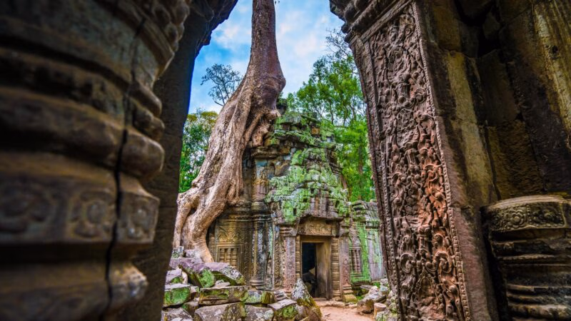 Massive tree roots spreading across the roof and walls of an ancient stone temple corridor.