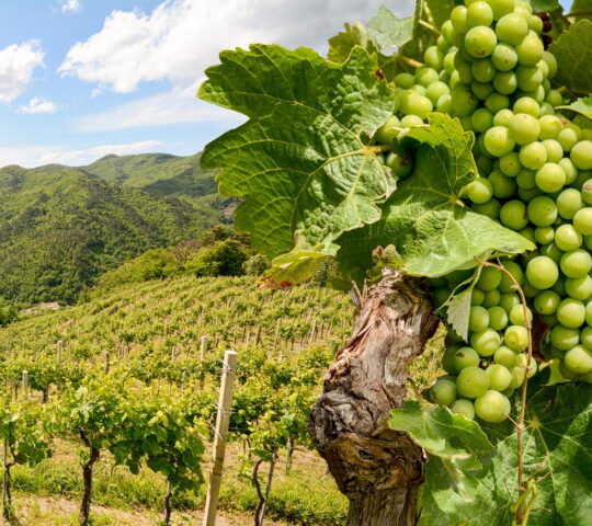 Close-up of green grapes on a vine with hills and rows of grapevines in the background.