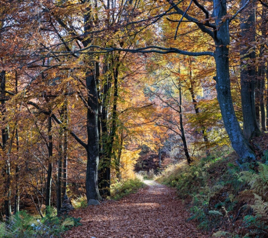 A sunlit dirt path winds through a forest filled with tall trees displaying vibrant orange and yellow autumn leaves.