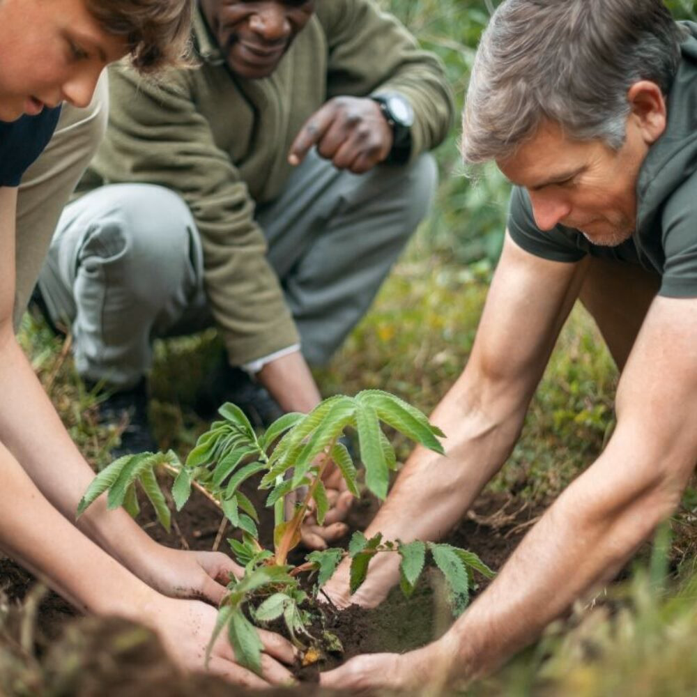 Three people kneeling on the ground, carefully placing a small green sapling into a hole in the dirt.