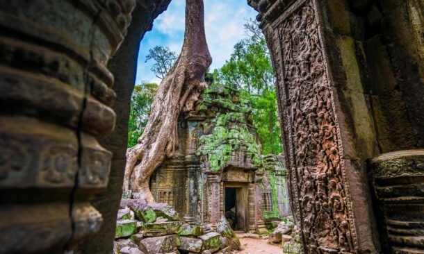 Large tree roots sprawling over a carved stone temple entrance in a dense forest.