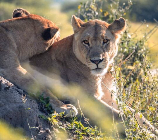 Two lionesses laying in the bushes in Botswana
