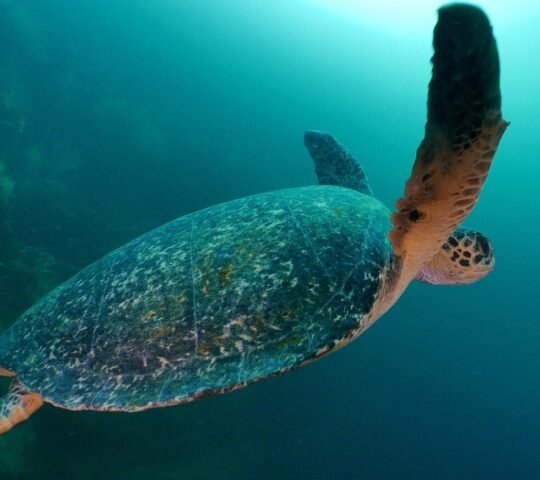 Green sea turtle gliding through the waters of the Galapagos, Ecuador