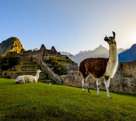 Llamas at first light at Machu Picchu, Peru
