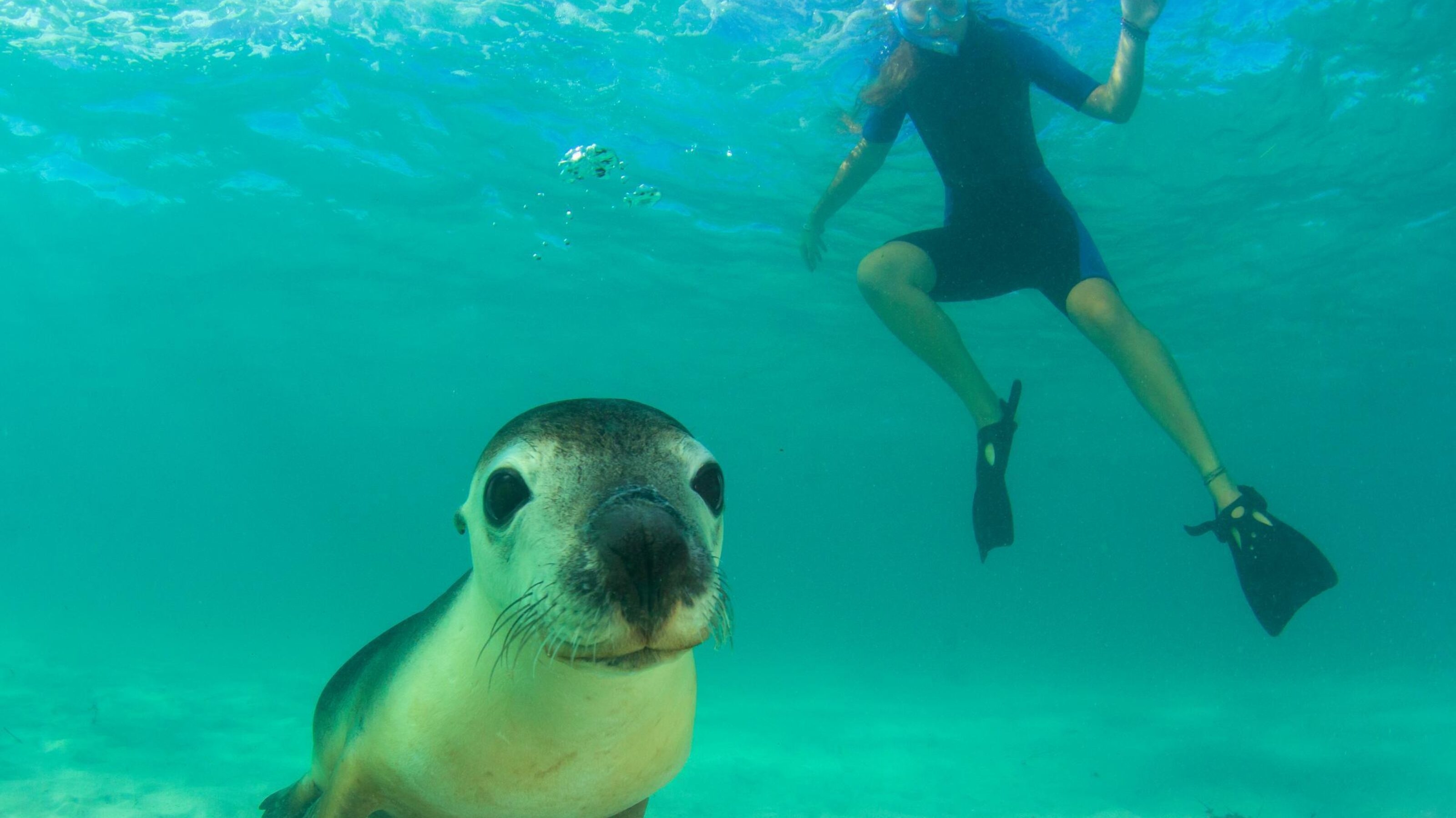 Traveller snorkelling with a sea lion looking directly at the camera