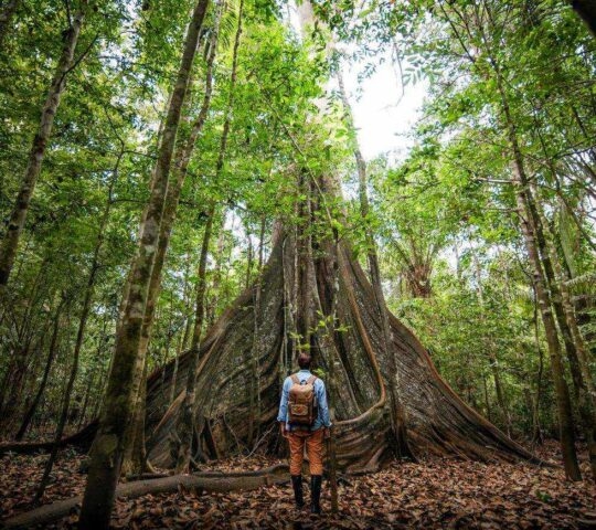 Lone traveller staring up at a large tree with its roots entwined in the ground of the Amazon rainforest, Ecuador