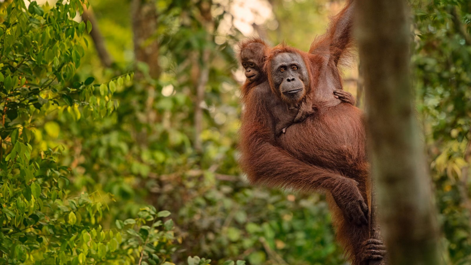 A close-up shot of an orangutan mother with a small baby clinging to her back while perched on a tree branch.