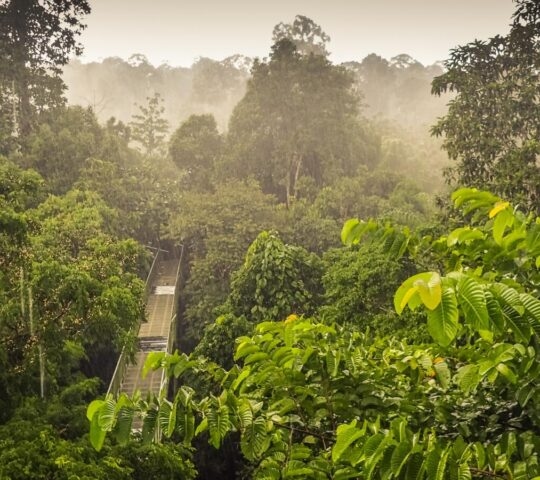 A long suspension bridge stretches through the top of a misty rainforest canopy, surrounded by lush green leaves.