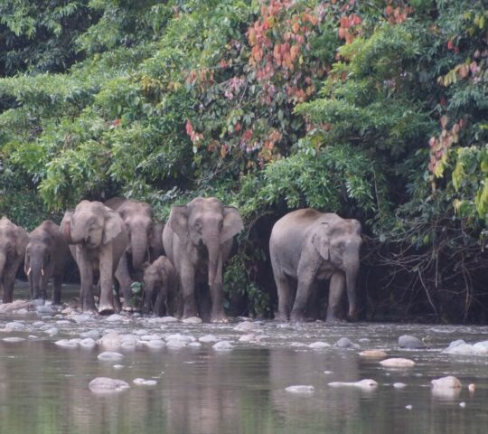 A herd of several elephants, including a calf, walks through a shallow river next to a dense green forest.