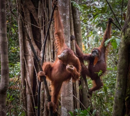 Two orangutans are seen climbing and hanging from thick tree trunks within a dense, green tropical rainforest.