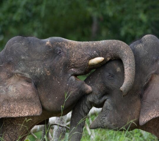 Close-up of two dark grey elephants with their trunks intertwined against a blurred green forest background.