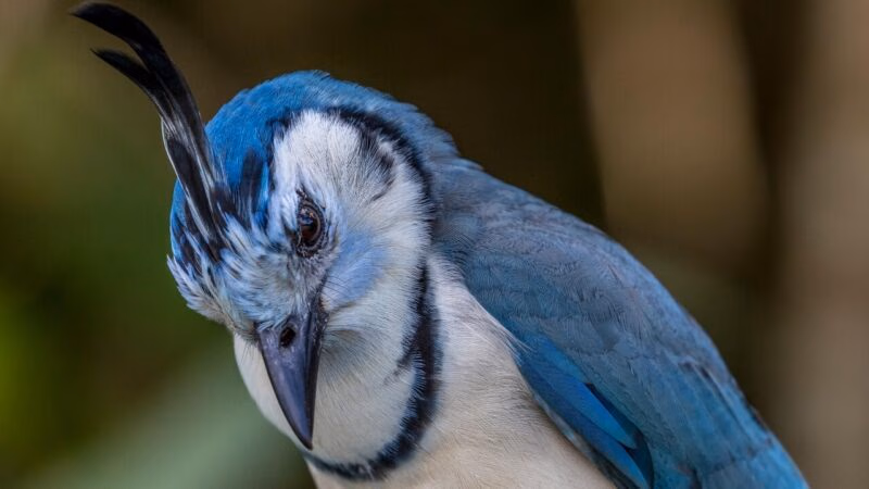 A blue bird in Arenal, Costa Rica.