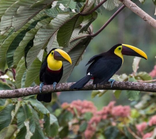 Birdlife in Arenal.