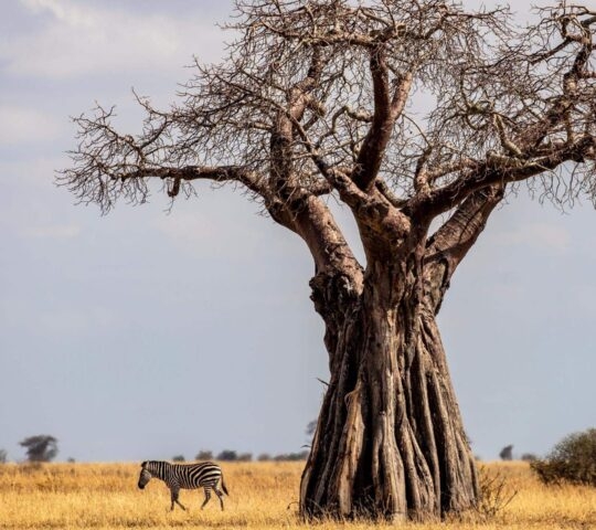 African Baobab tree, Tarangire National Park Tanzania