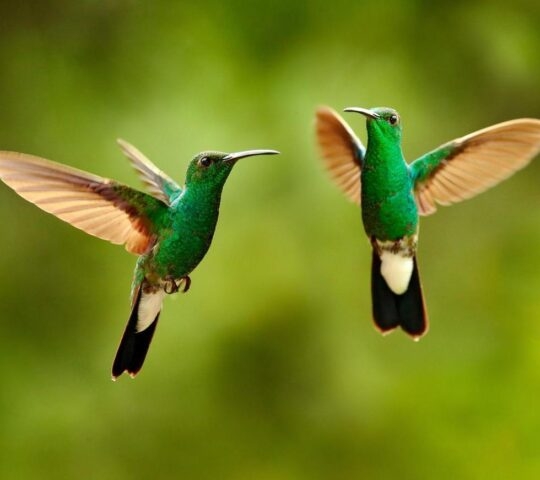 Green hummingbird from Colombia, green bird flying next to beautiful red flower, action feeding scene in green tropical forest, animal in the nature habitat.