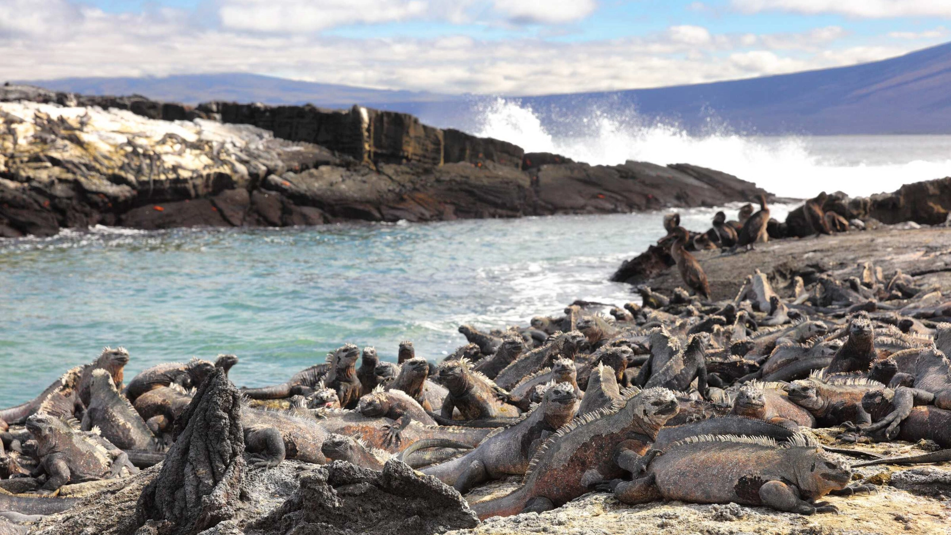 Marine Iguana and flightless cormorant at Punta Espinoza, Galapagos Islands