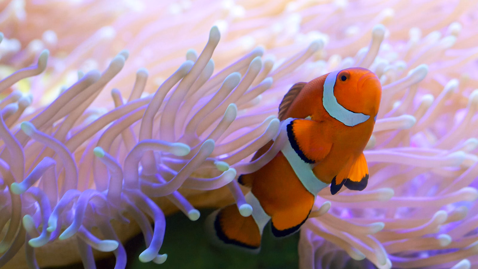 Close-up of a vibrant orange clownfish nestled within the soft, flowing tentacles of a purple anemone.