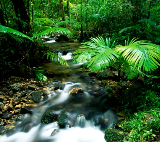 Long exposure shot of a stream flowing through a dense green tropical rainforest with vibrant palm fronds in focus.