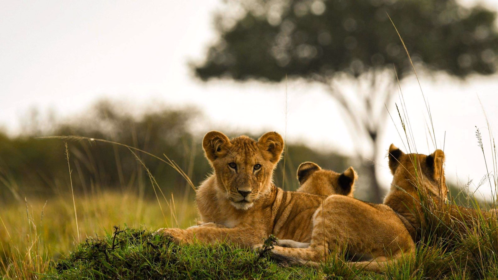 lion cub kenya