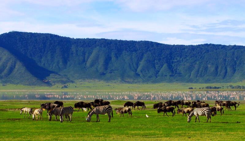 Wildebeests and zebras graze in a lush green valley during luxury Ngorongoro Crater safari tours.