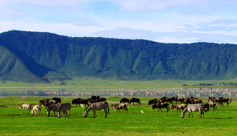 Wildebeests and zebras graze in a lush green valley during luxury Ngorongoro Crater safari tours.