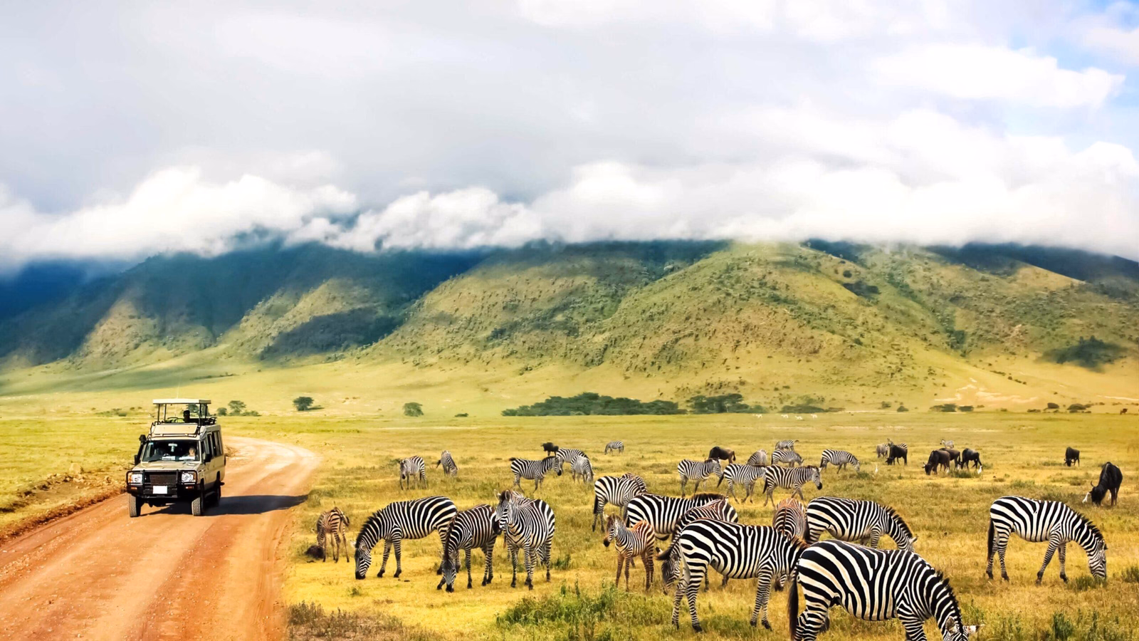 A safari vehicle drives past a herd of grazing zebras on a luxury Ngorongoro Crater safari tours excursion.