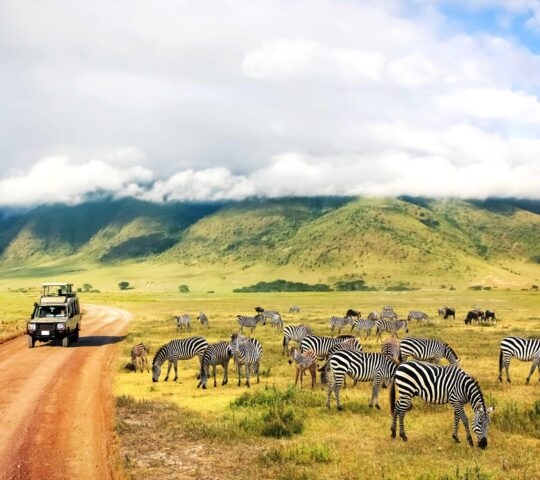 A safari vehicle drives past a herd of grazing zebras on a luxury Ngorongoro Crater safari tours excursion.