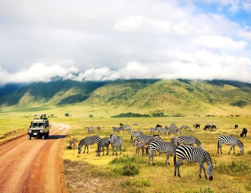 A safari vehicle drives past a herd of grazing zebras on a luxury Ngorongoro Crater safari tours excursion.