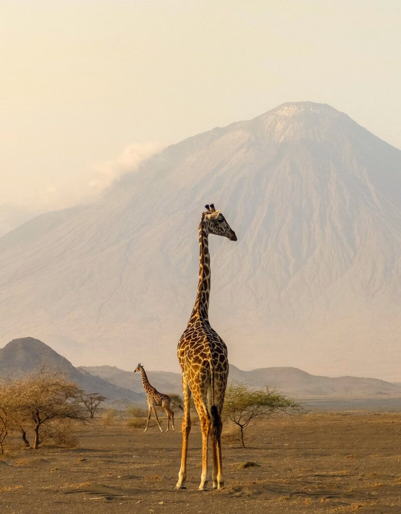 Two giraffes stand in a dry landscape with a massive mountain peak behind them on a luxury Ngorongoro Crater safari.