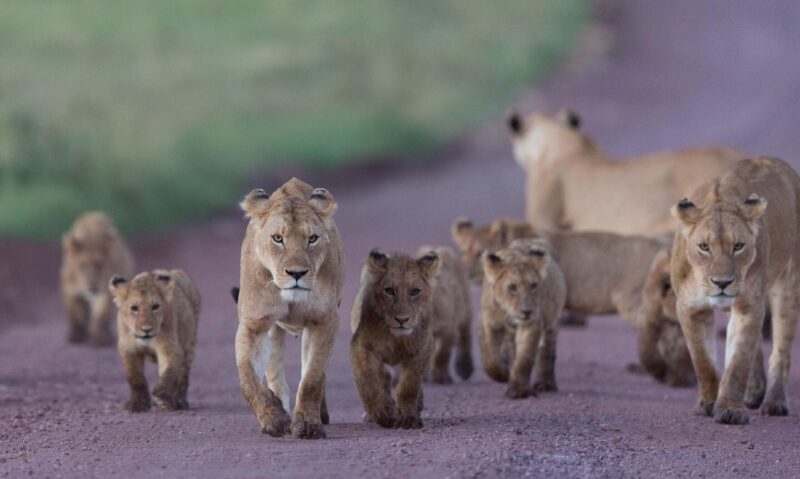 A pride of lions with several young cubs walks down a dirt path on a luxury Ngorongoro Crater safari.