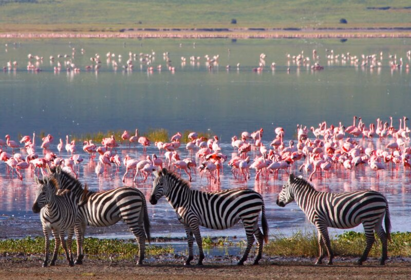 Zebras stand by a lake filled with thousands of pink flamingos during a luxury Ngorongoro Crater safari tours trip.