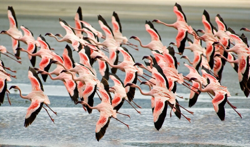 A flock of pink and black flamingos takes flight over the water on a luxury Ngorongoro Crater safari.