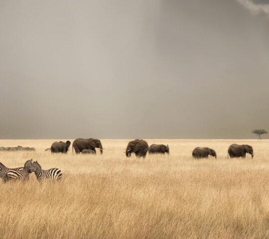 Stormy skies over the masai Mara with elephants and zebras