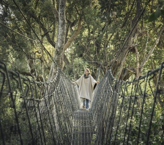 Lewa House Ngare Ndare Forest canopy