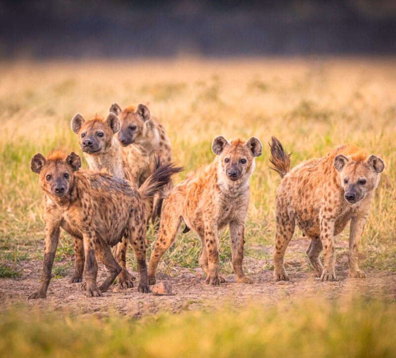 Spotted hyena clan - five animals looking curious on a grassy landscape