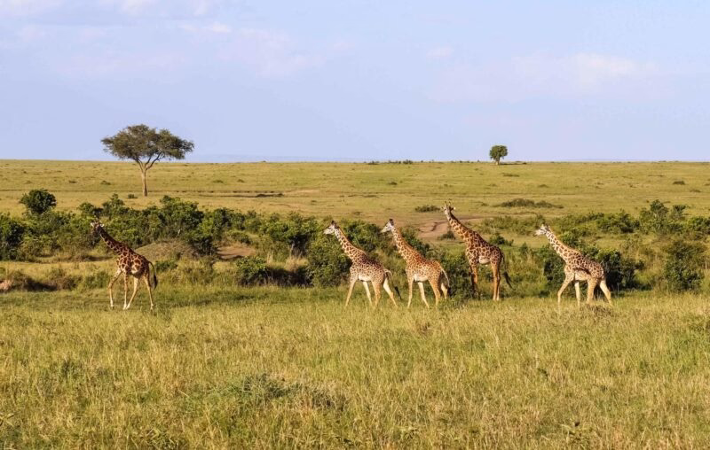 Beautiful giraffe in the wild nature of Africa