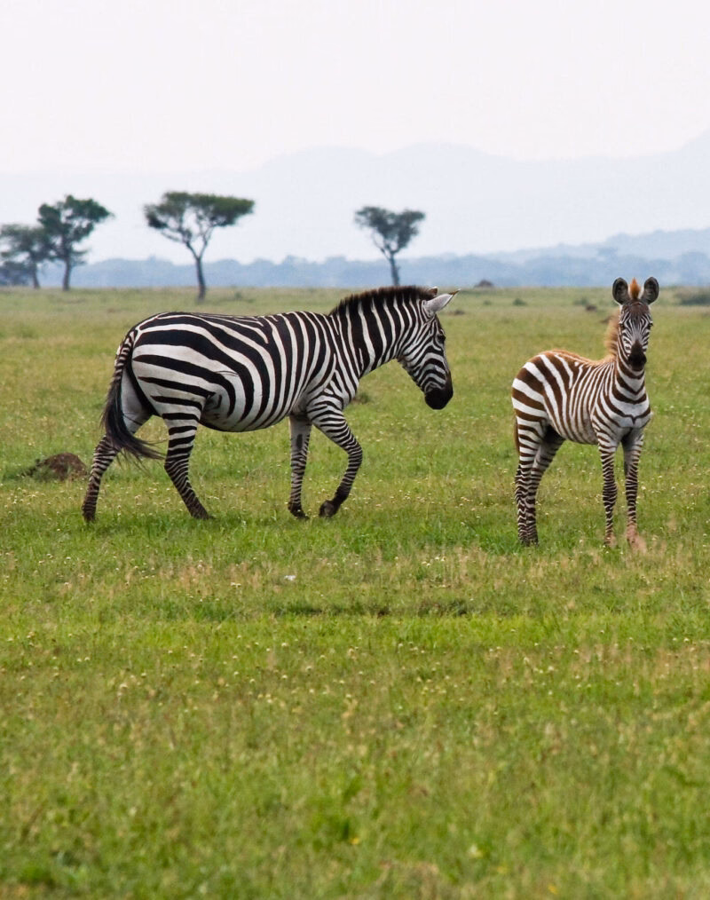 Mother and baby zebra in Singita Grumeti Reserves, Tanzania.