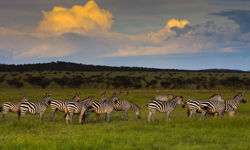 A heard of zebra grazing in the lush green grasses of the Singita Grumeti Reserves, Tanzania.